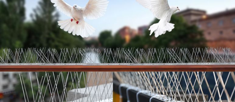 Pigeon Spikes