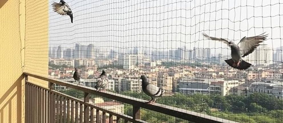 Pigeon Proofing Services